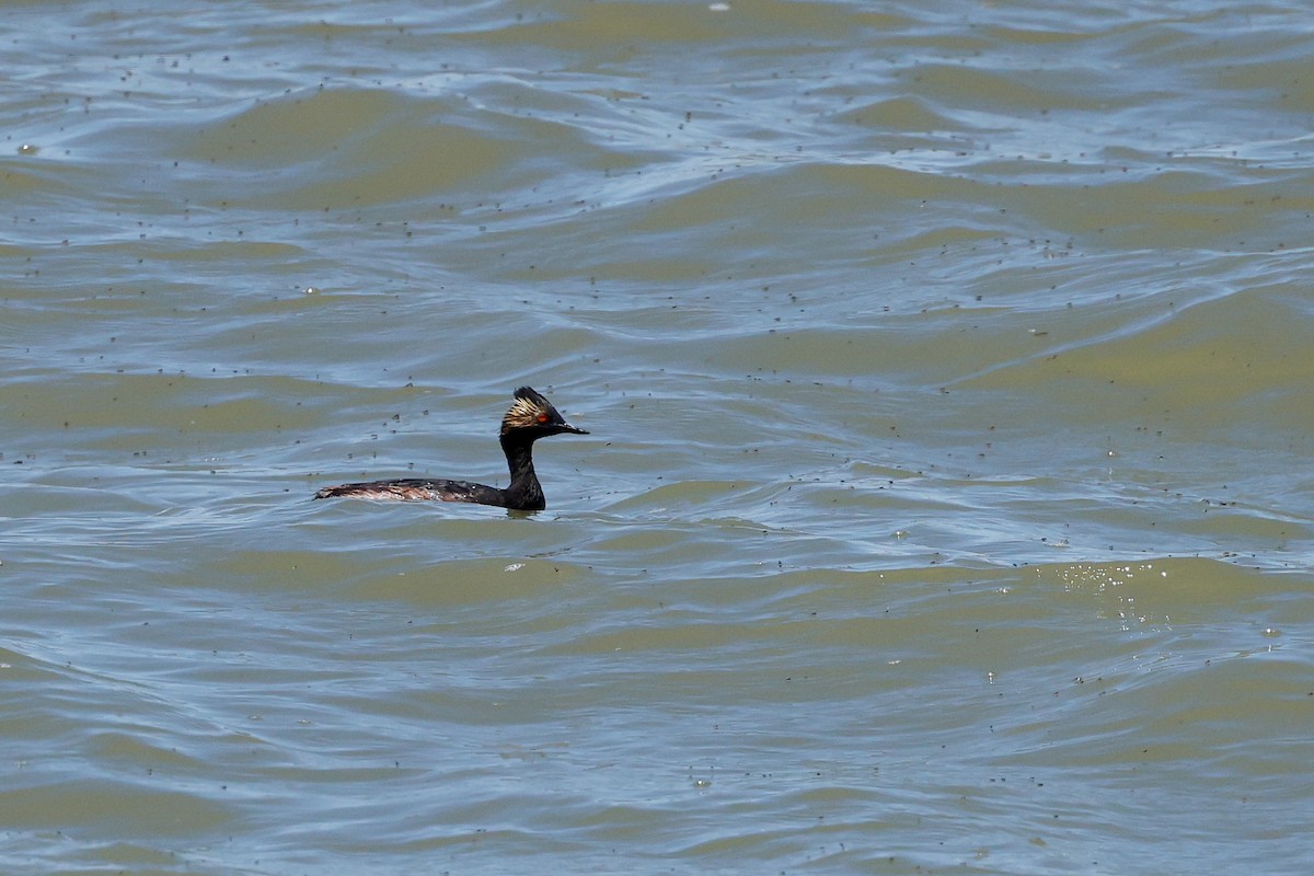 Eared Grebe - Robin Janson