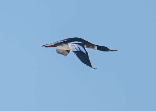 Red-breasted Merganser - ML620822577