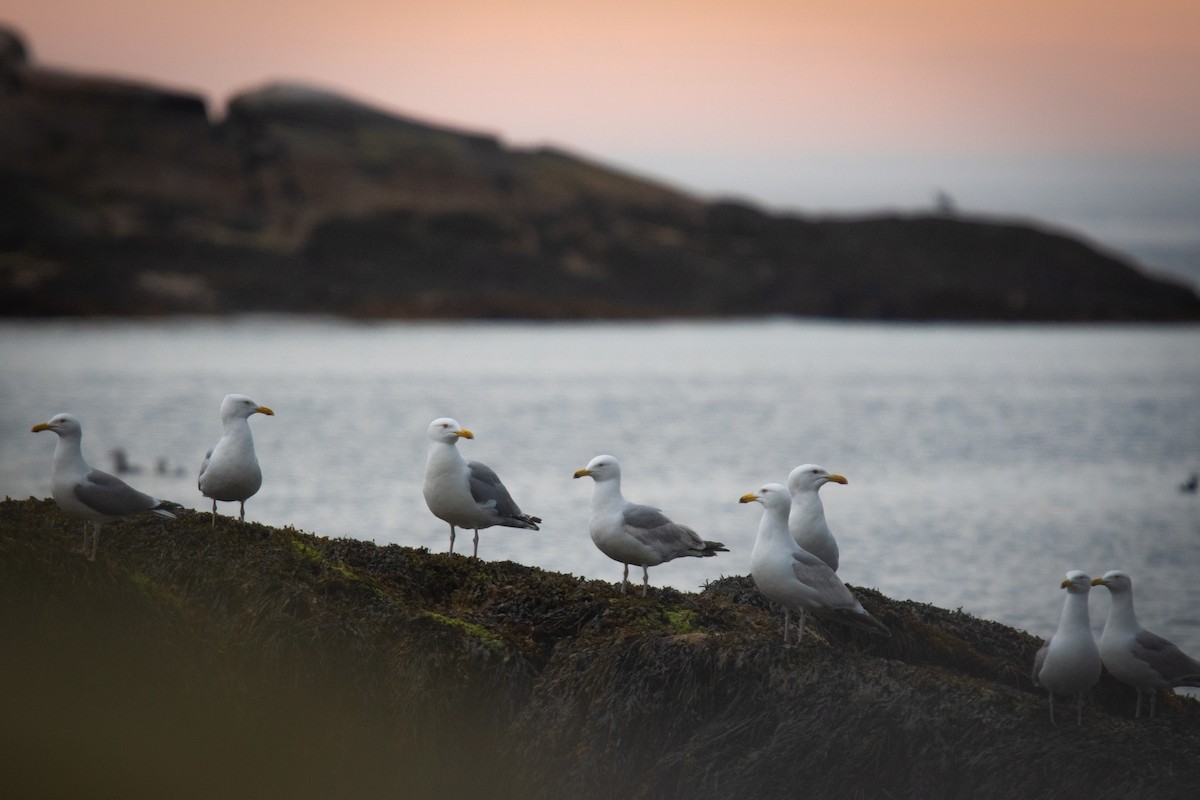 Herring Gull (American) - ML620822578