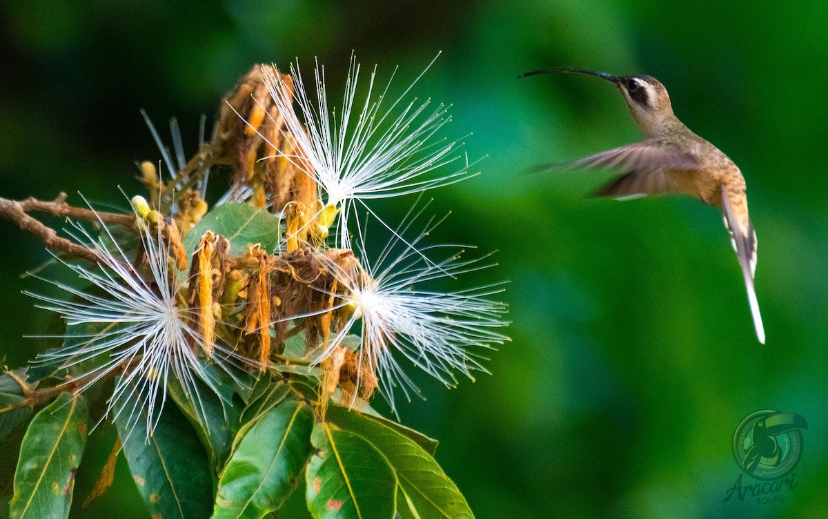 Long-billed Hermit (Central American) - ML620822584