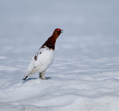 Willow Ptarmigan - ML620822585