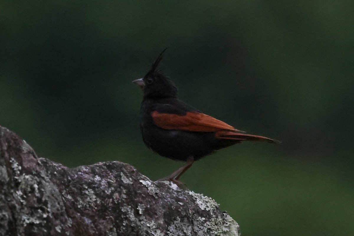 Crested Bunting - ML620822587