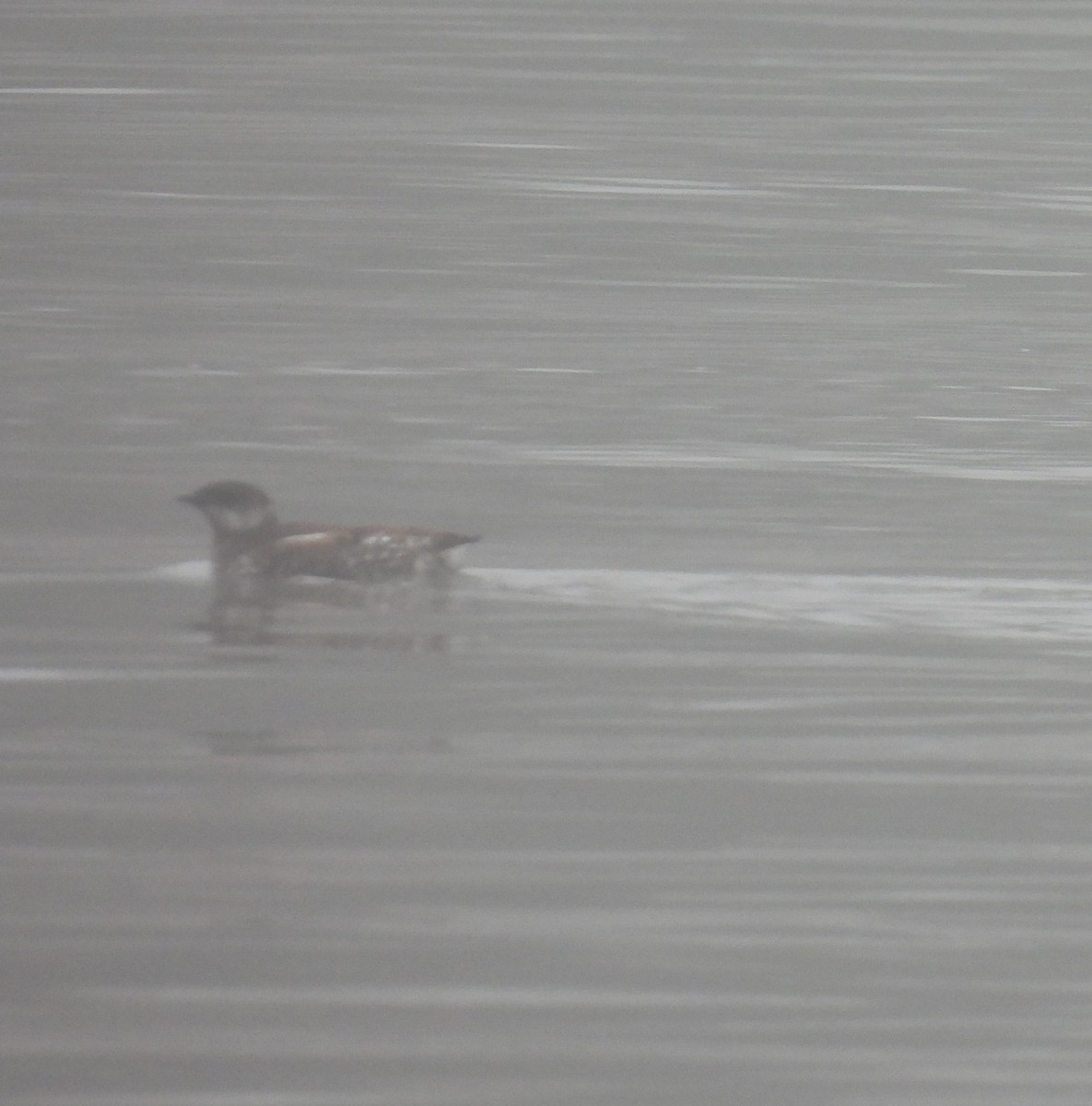 Marbled Murrelet - ML620822588