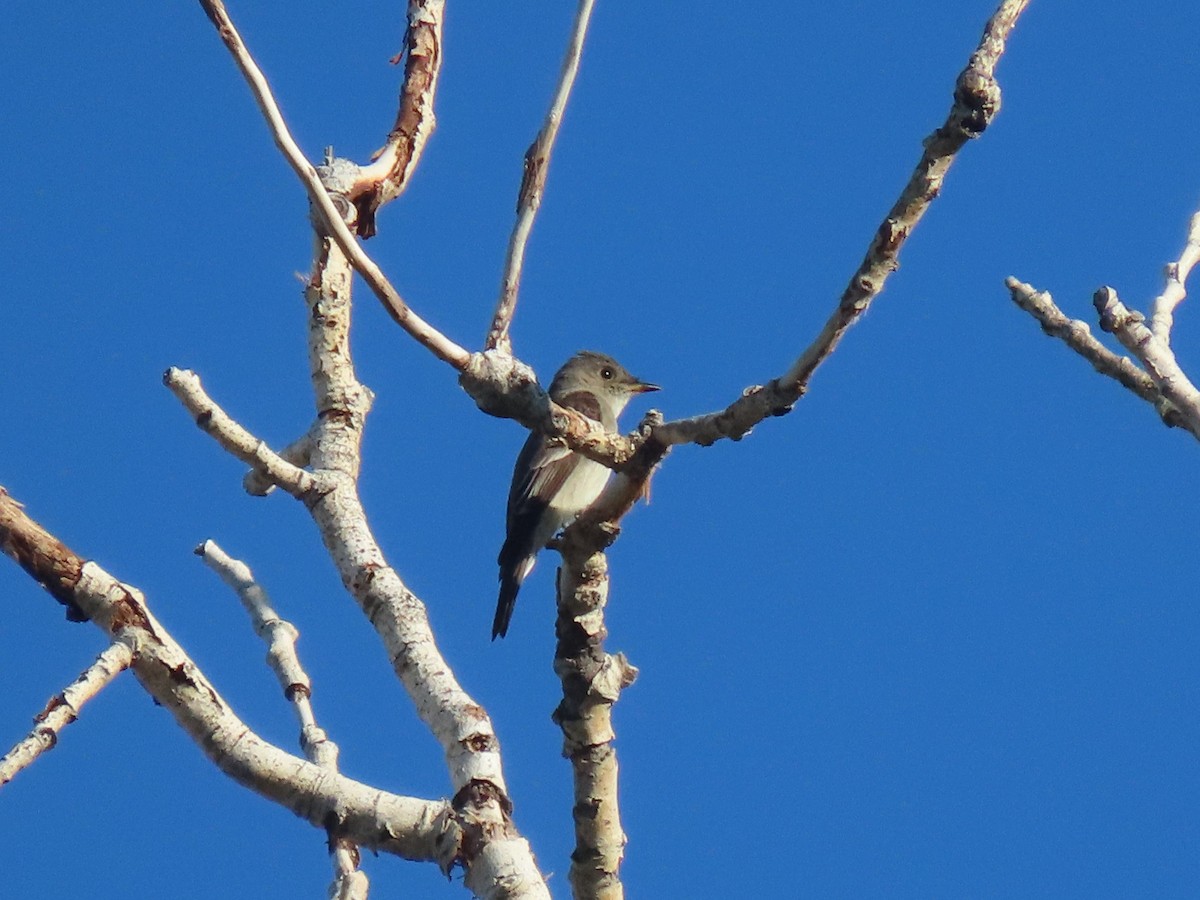 Willow Flycatcher - ML620822589