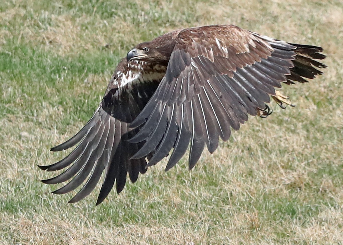 Bald Eagle - ML620822590