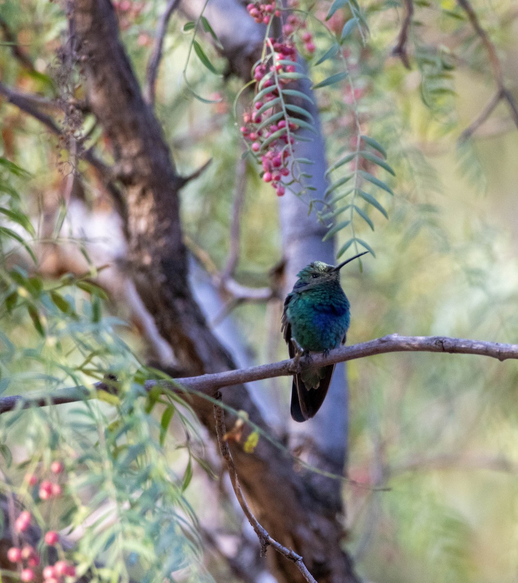 Sparkling Violetear - ML620822591