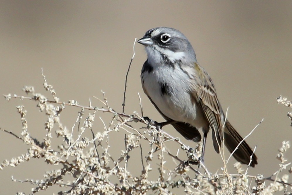 Bell's Sparrow - ML620822594