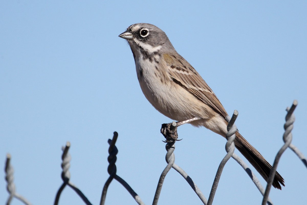 Bell's Sparrow - ML620822595