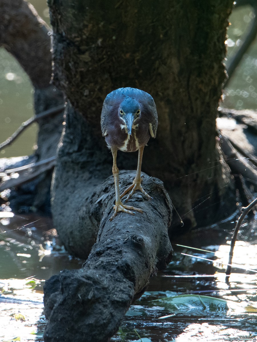 Green Heron - ML620822596