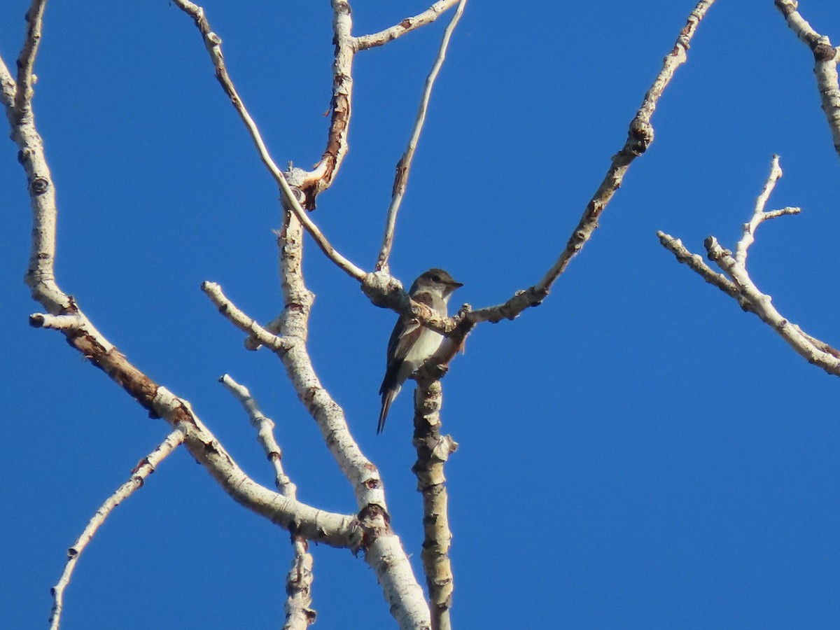 Willow Flycatcher - ML620822597