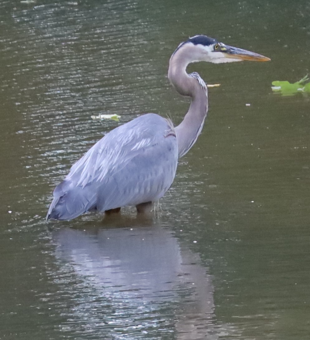 Great Blue Heron - ML620822600