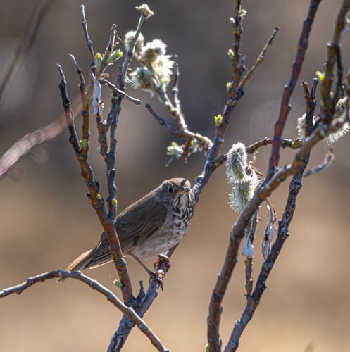 Gray-cheeked Thrush - ML620822601