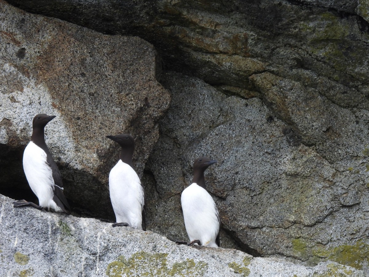 Common Murre - debra sweeney