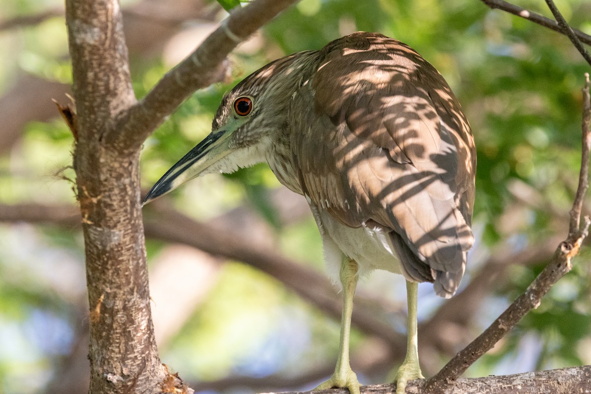 Black-crowned Night Heron - Lutz Duerselen