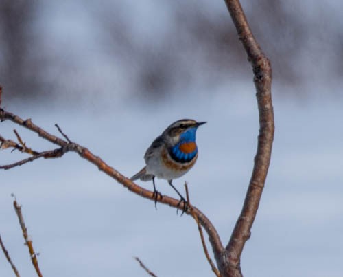 Bluethroat - ML620822605