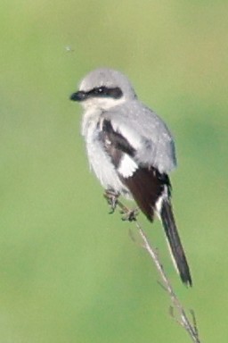 Loggerhead Shrike - ML620822606