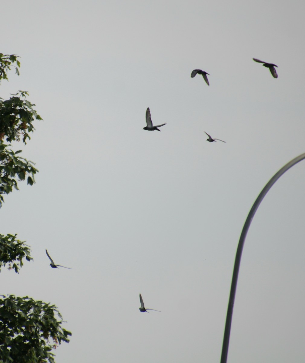 Rock Pigeon (Feral Pigeon) - ML620822608