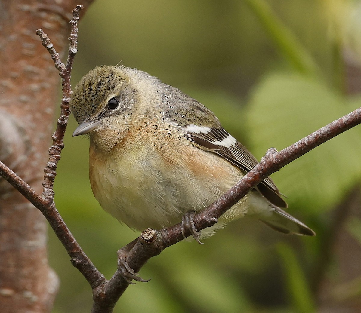 Bay-breasted Warbler - ML620822610