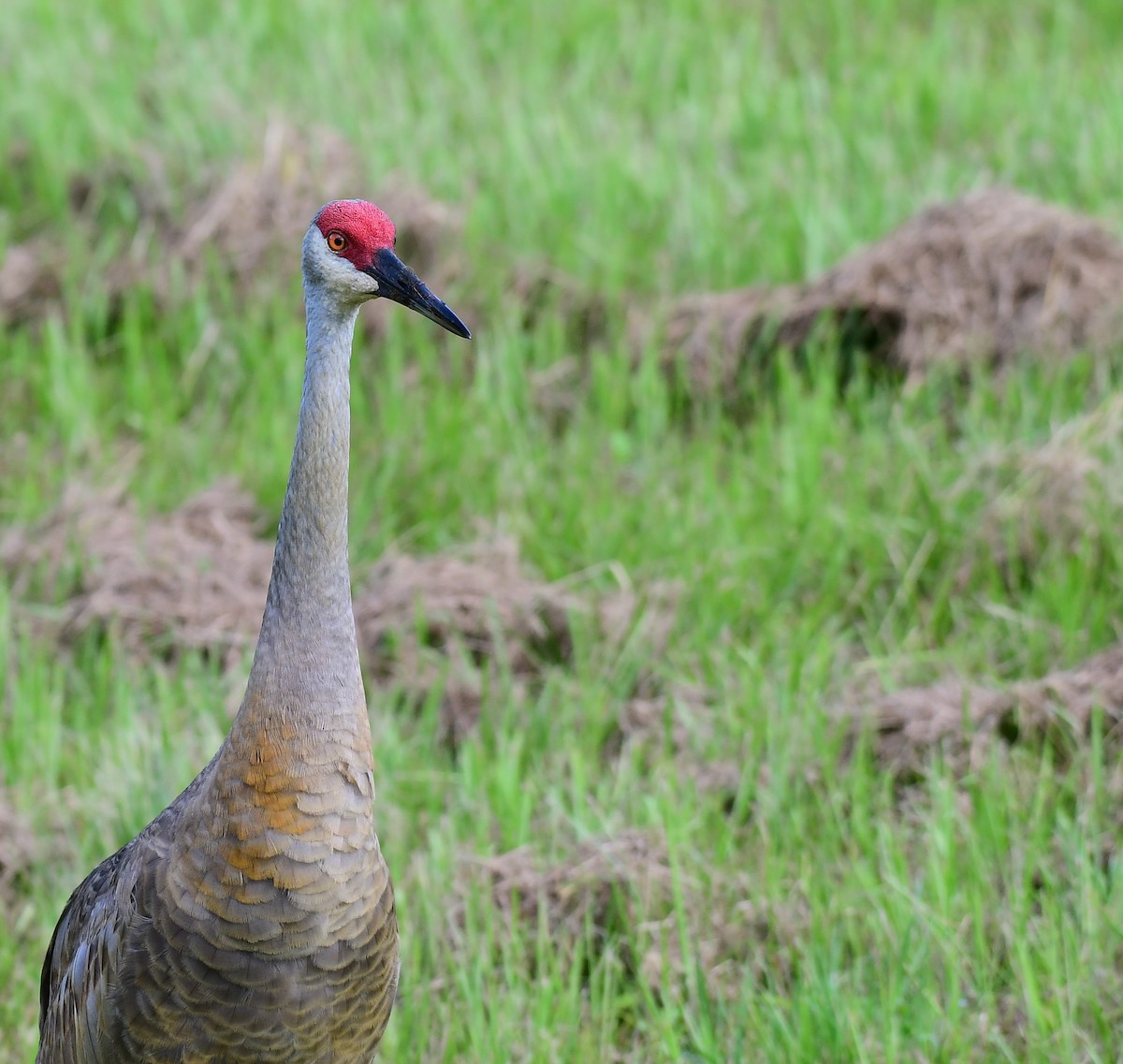 Sandhill Crane - ML620822614