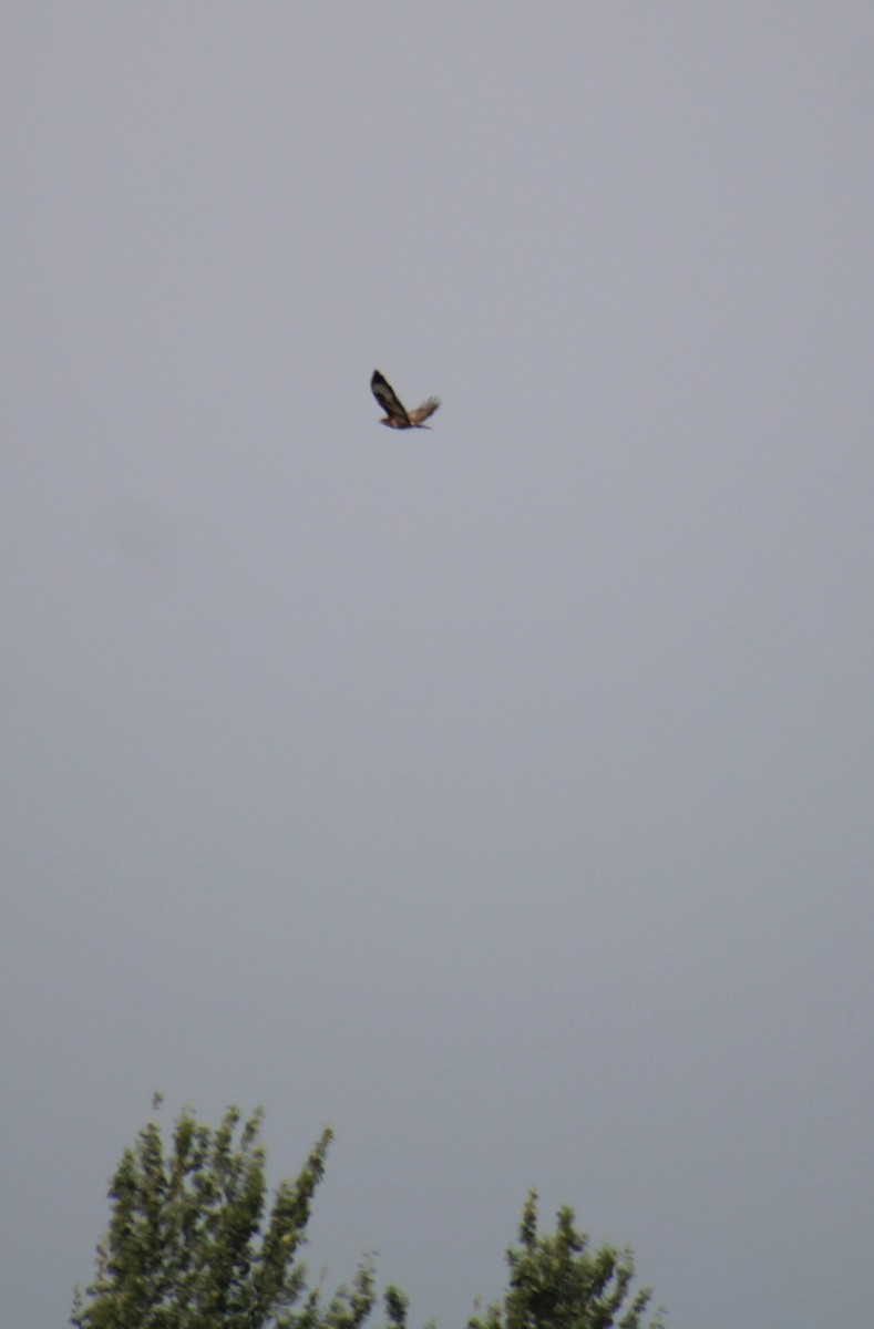 Common Buzzard (Western) - ML620822620