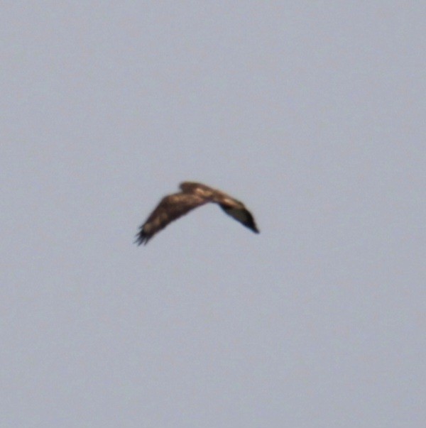 Common Buzzard (Western) - ML620822621