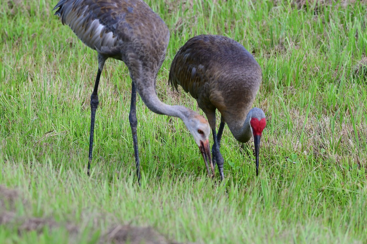 Sandhill Crane - ML620822622