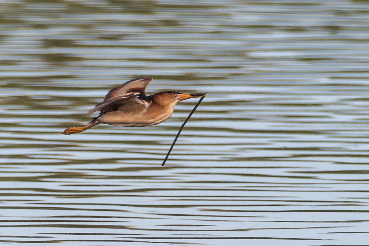 Least Bittern - Richard Rulander