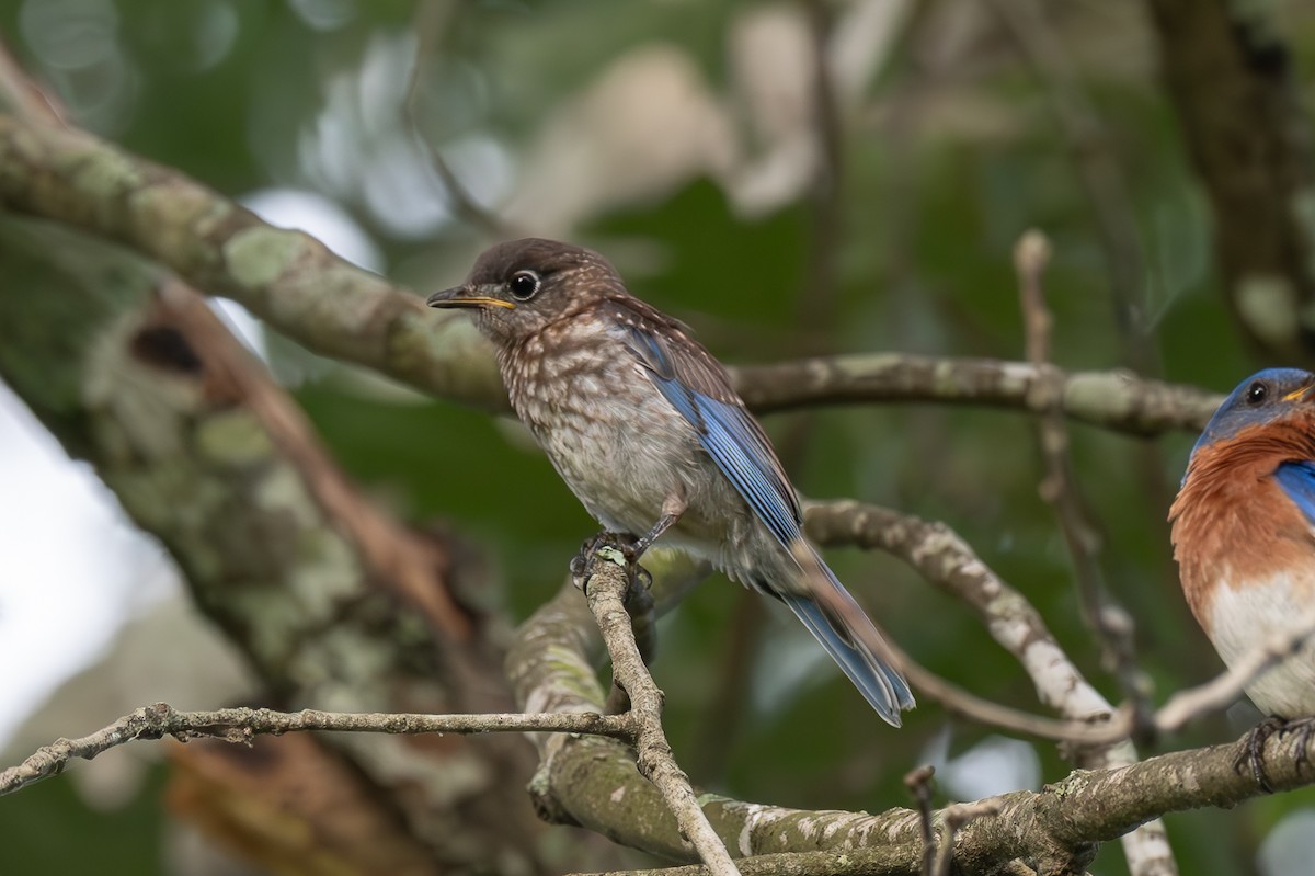 Eastern Bluebird - Richard Rulander