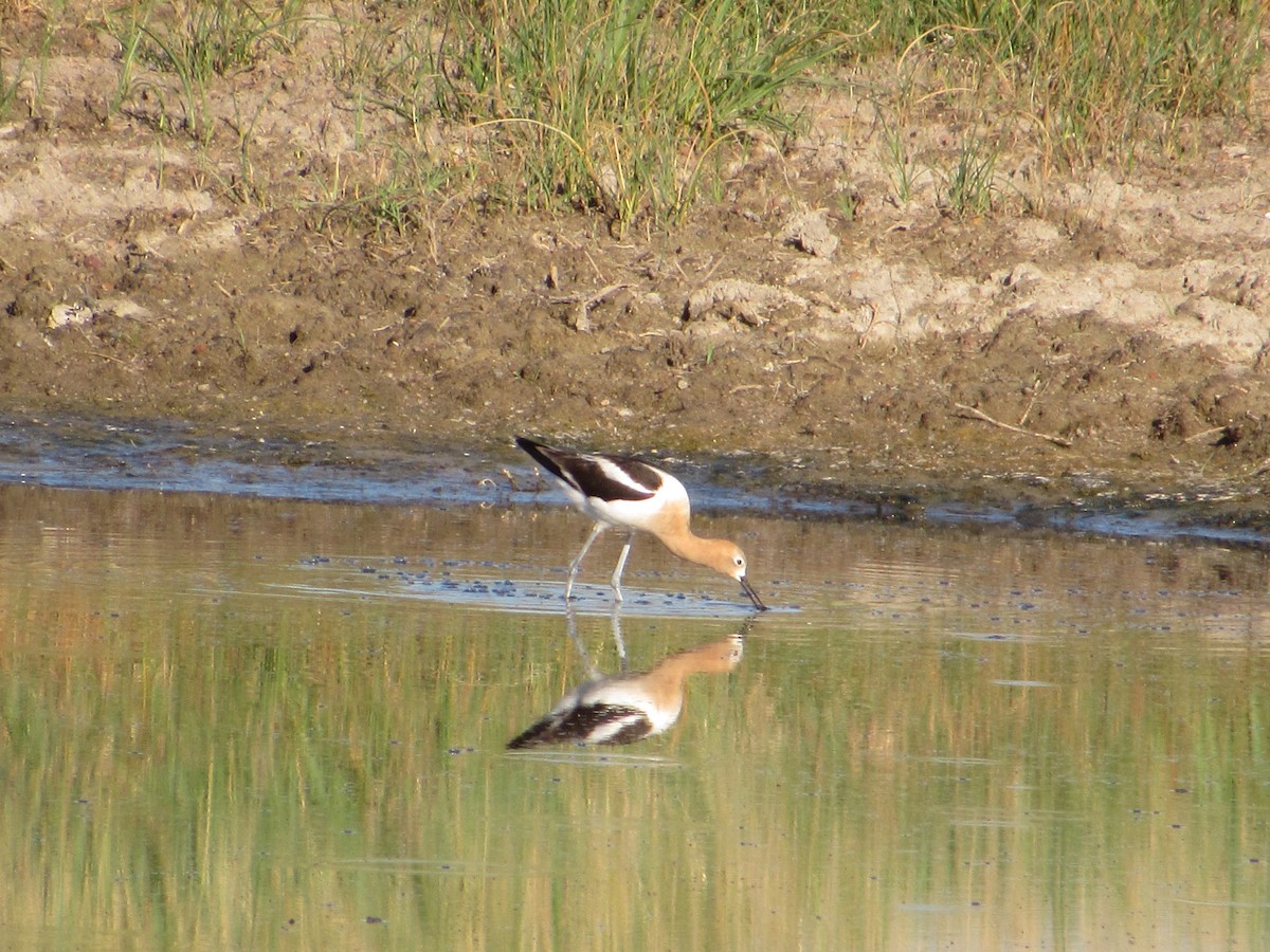 Avoceta Americana - ML620822638