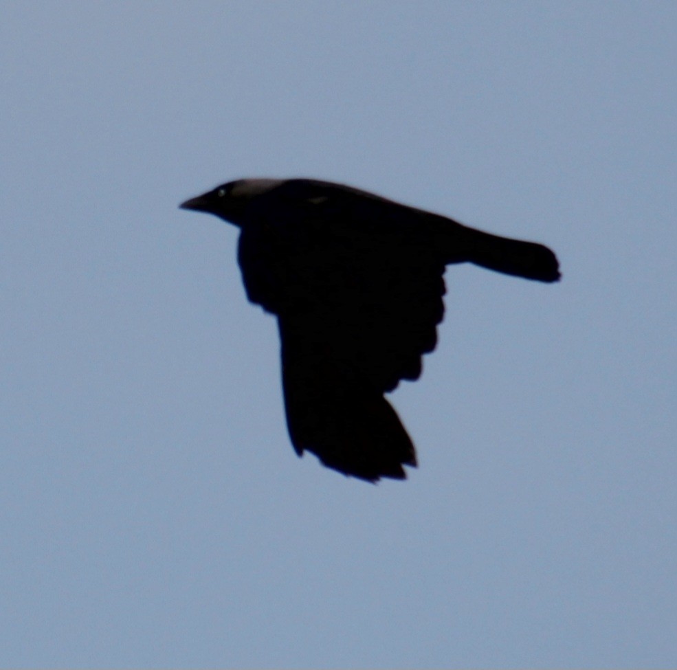 Eurasian Jackdaw - ML620822646