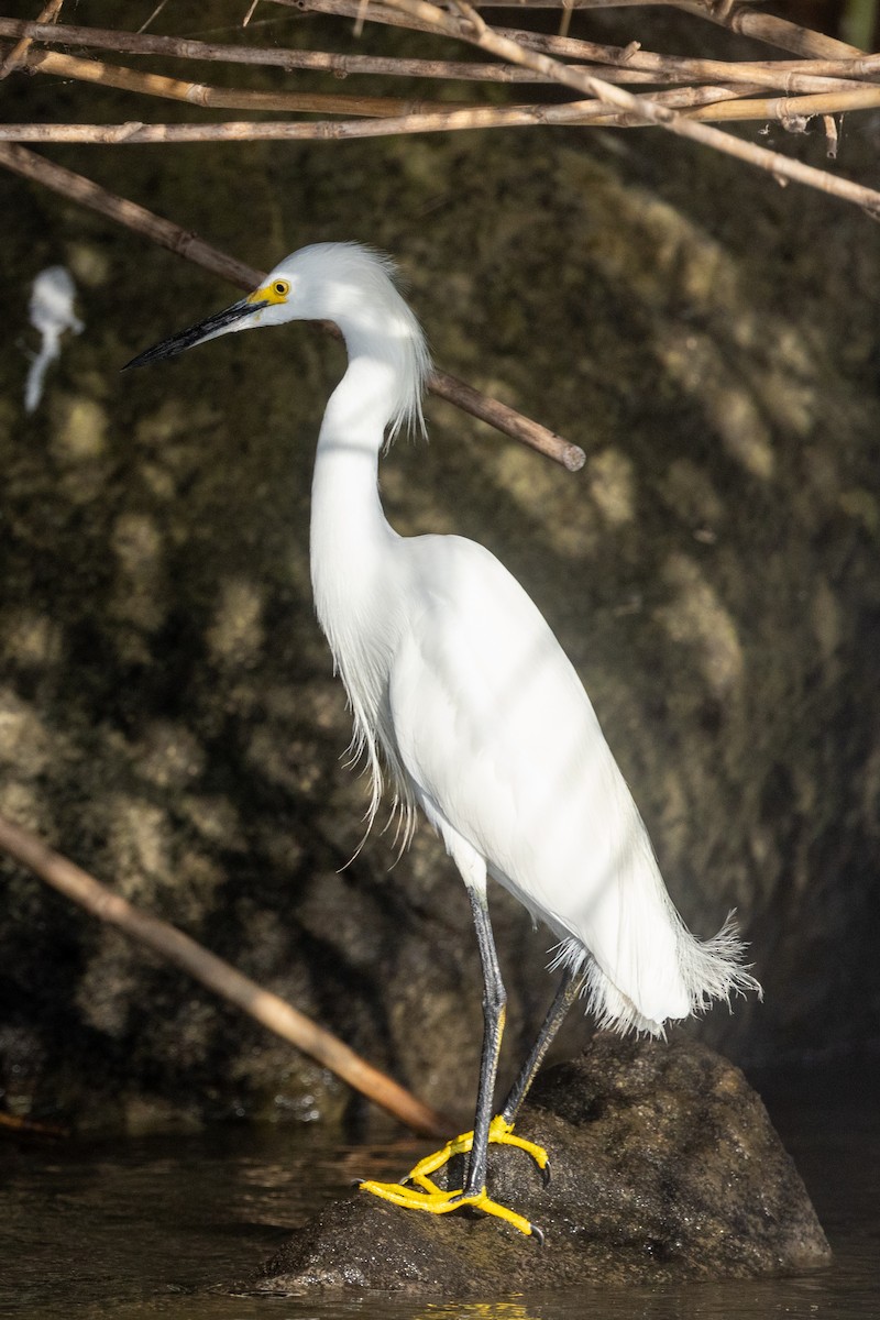 Snowy Egret - ML620822648