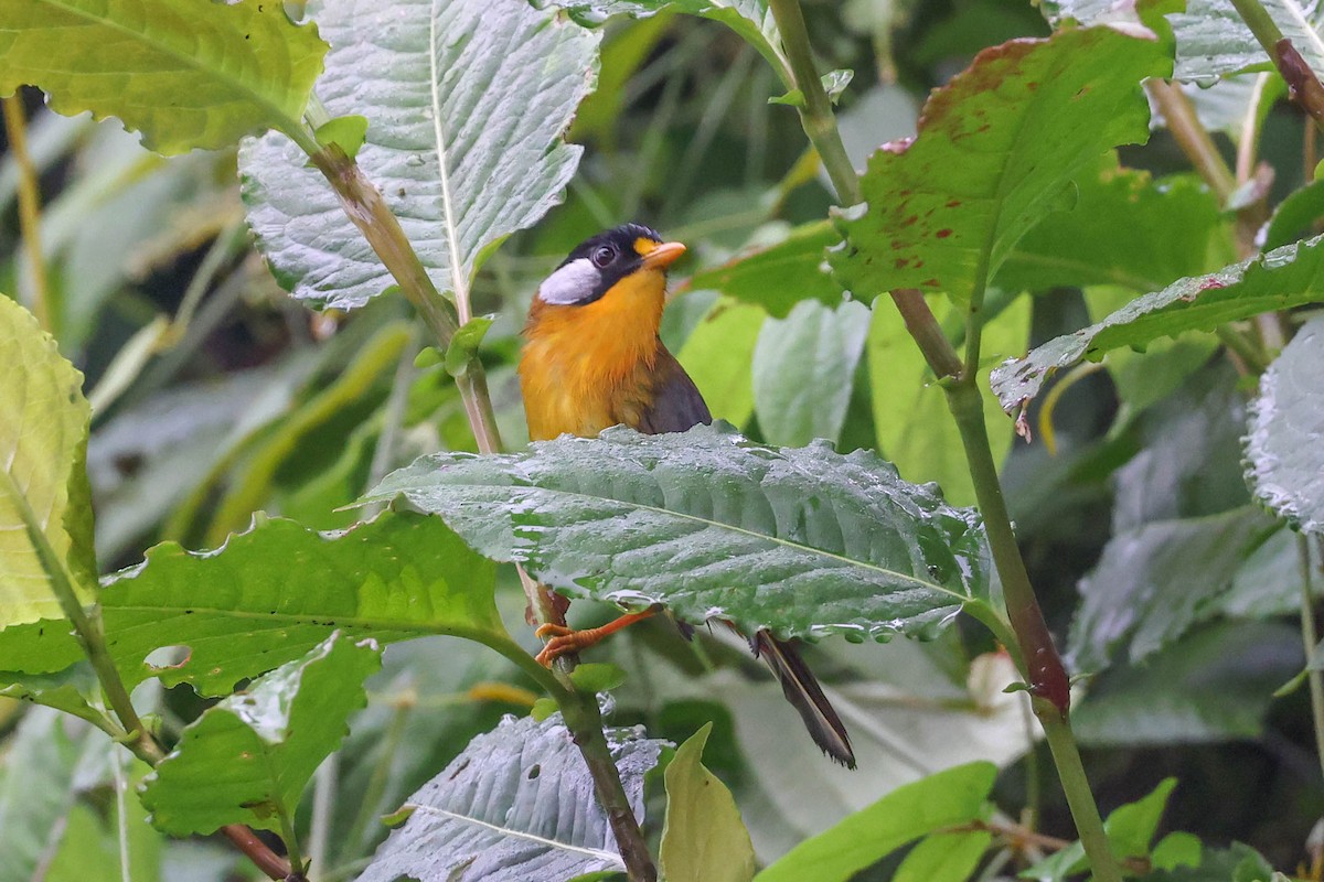 Silver-eared Mesia - ML620822649