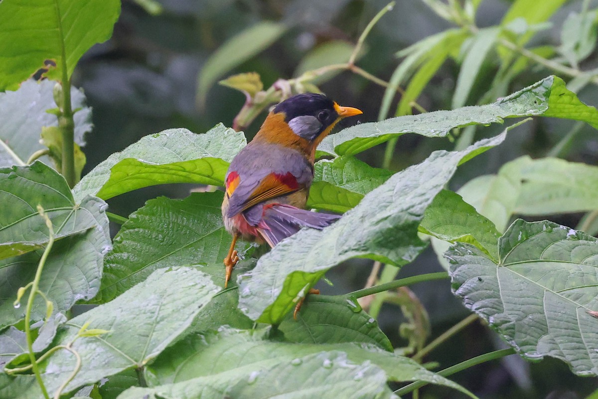 Silver-eared Mesia - ML620822650