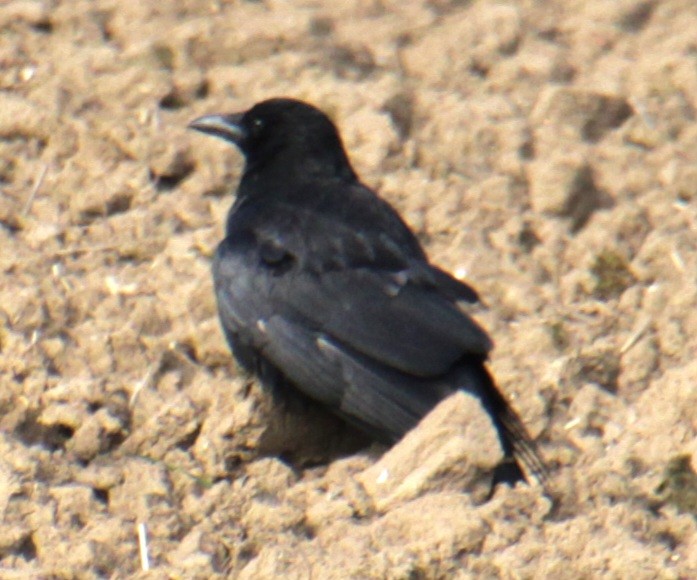 vrána černá (ssp. corone) - ML620822655