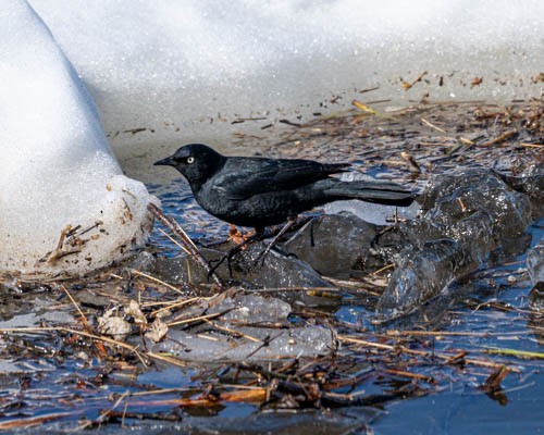 Rusty Blackbird - ML620822660