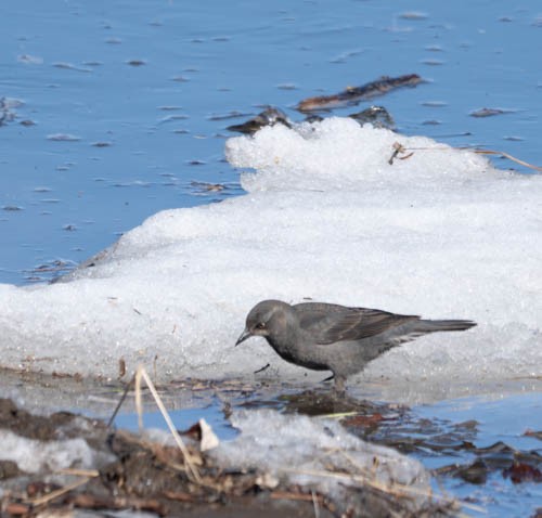 Rusty Blackbird - ML620822661