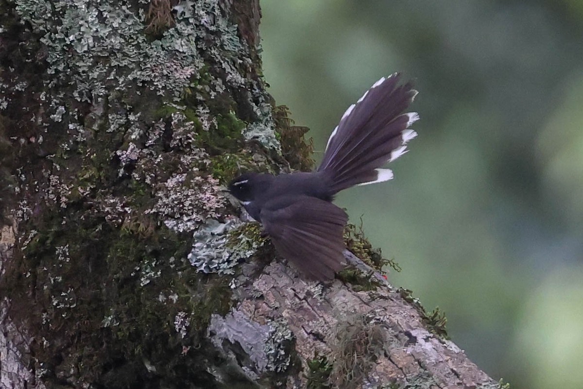 White-throated Fantail - ML620822662