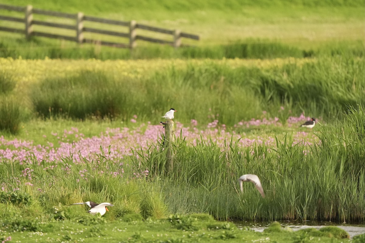 Common Tern - ML620822665