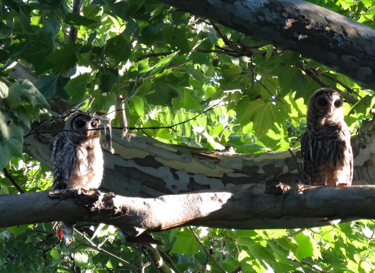 Barred Owl - ML620822666