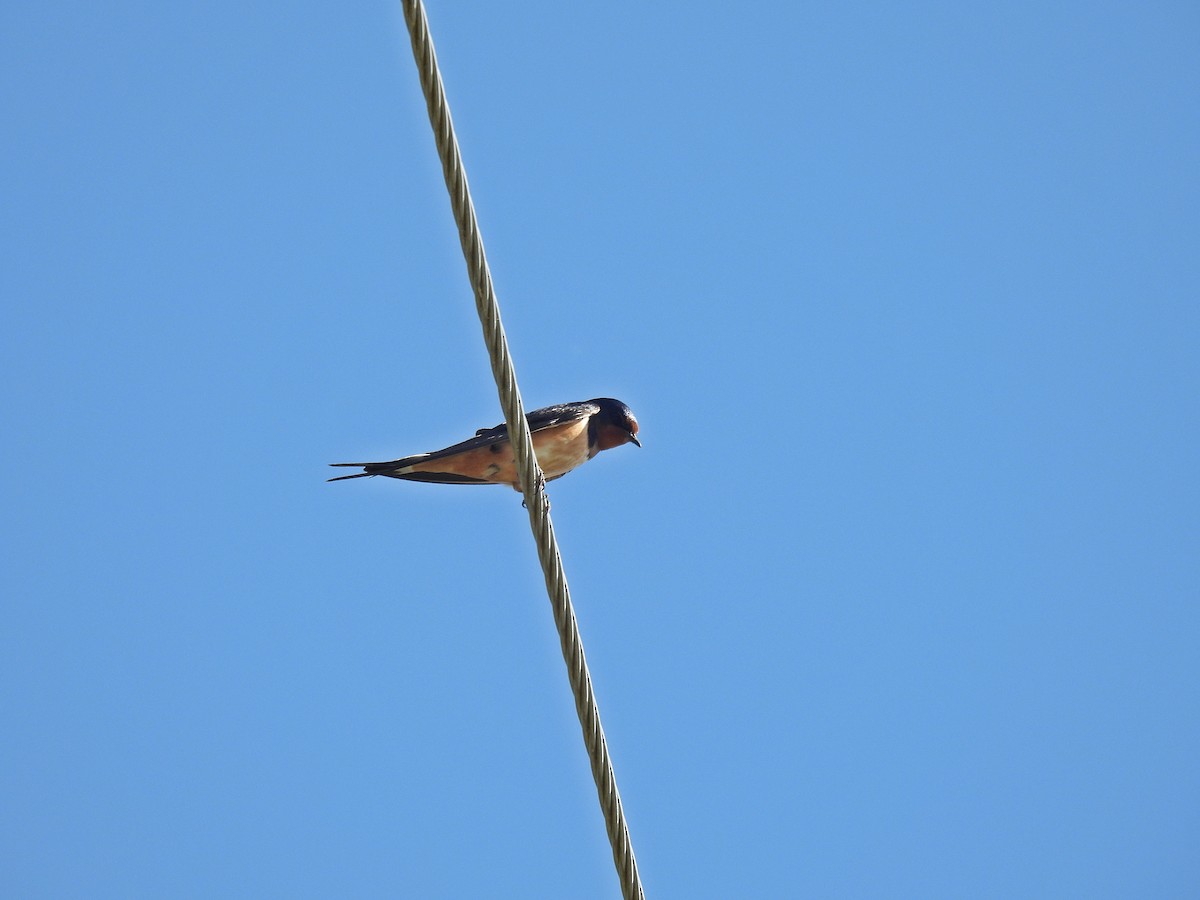 Barn Swallow - ML620822667