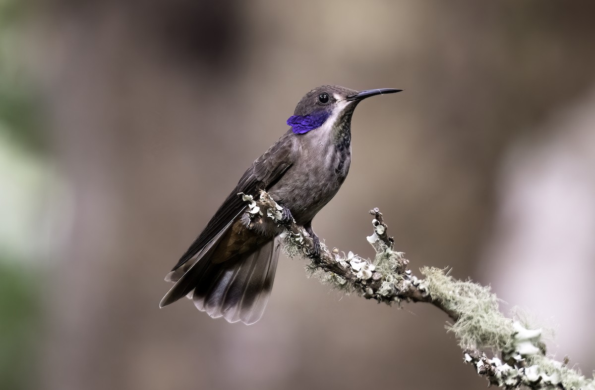 Brown Violetear - Leo Wiznitzer