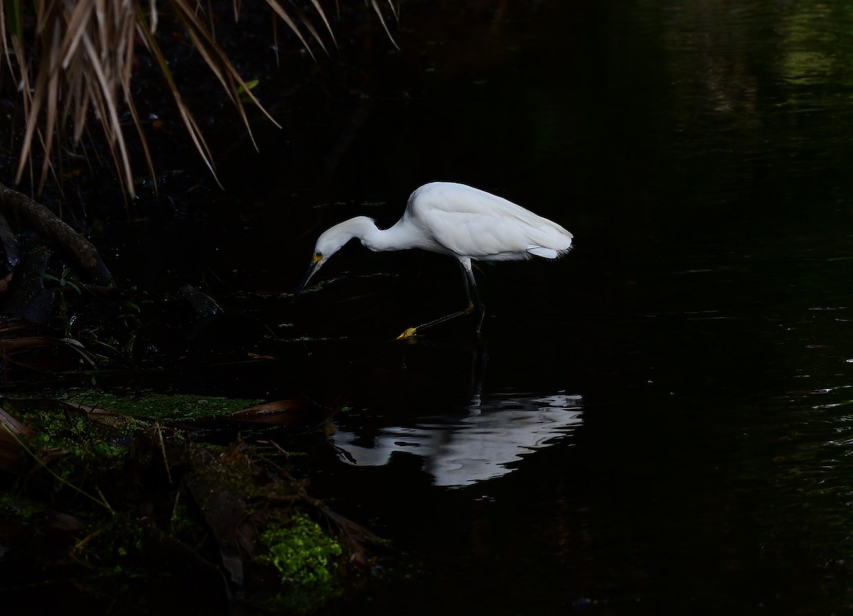 Snowy Egret - ML620822669