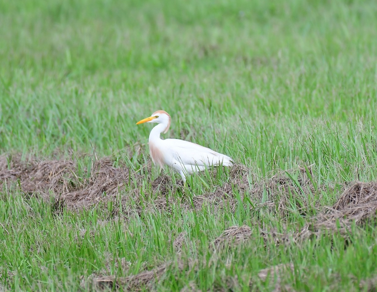 Western Cattle Egret - ML620822674