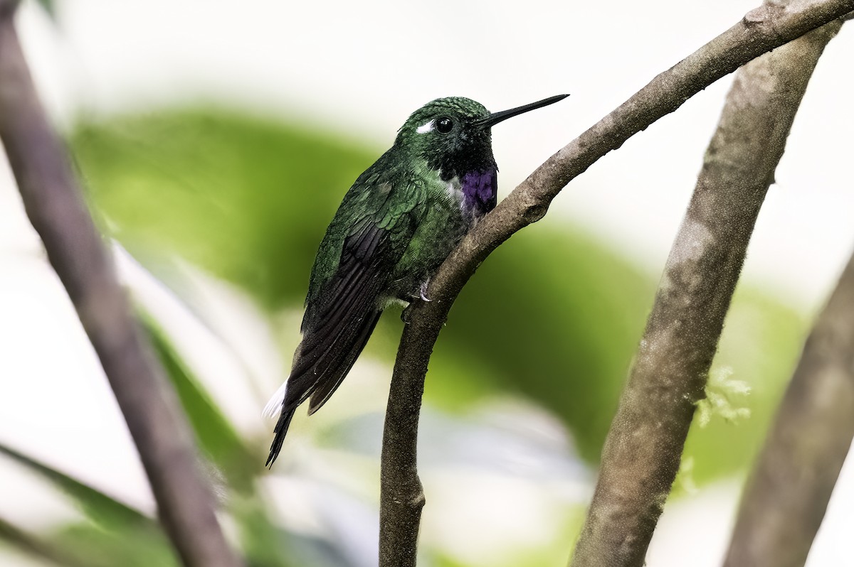 Purple-bibbed Whitetip - ML620822678