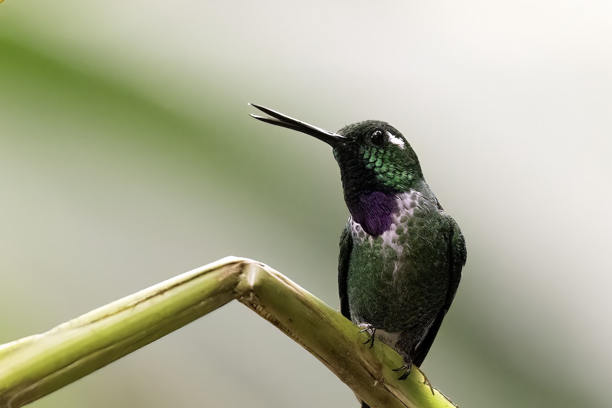 Purple-bibbed Whitetip - ML620822680