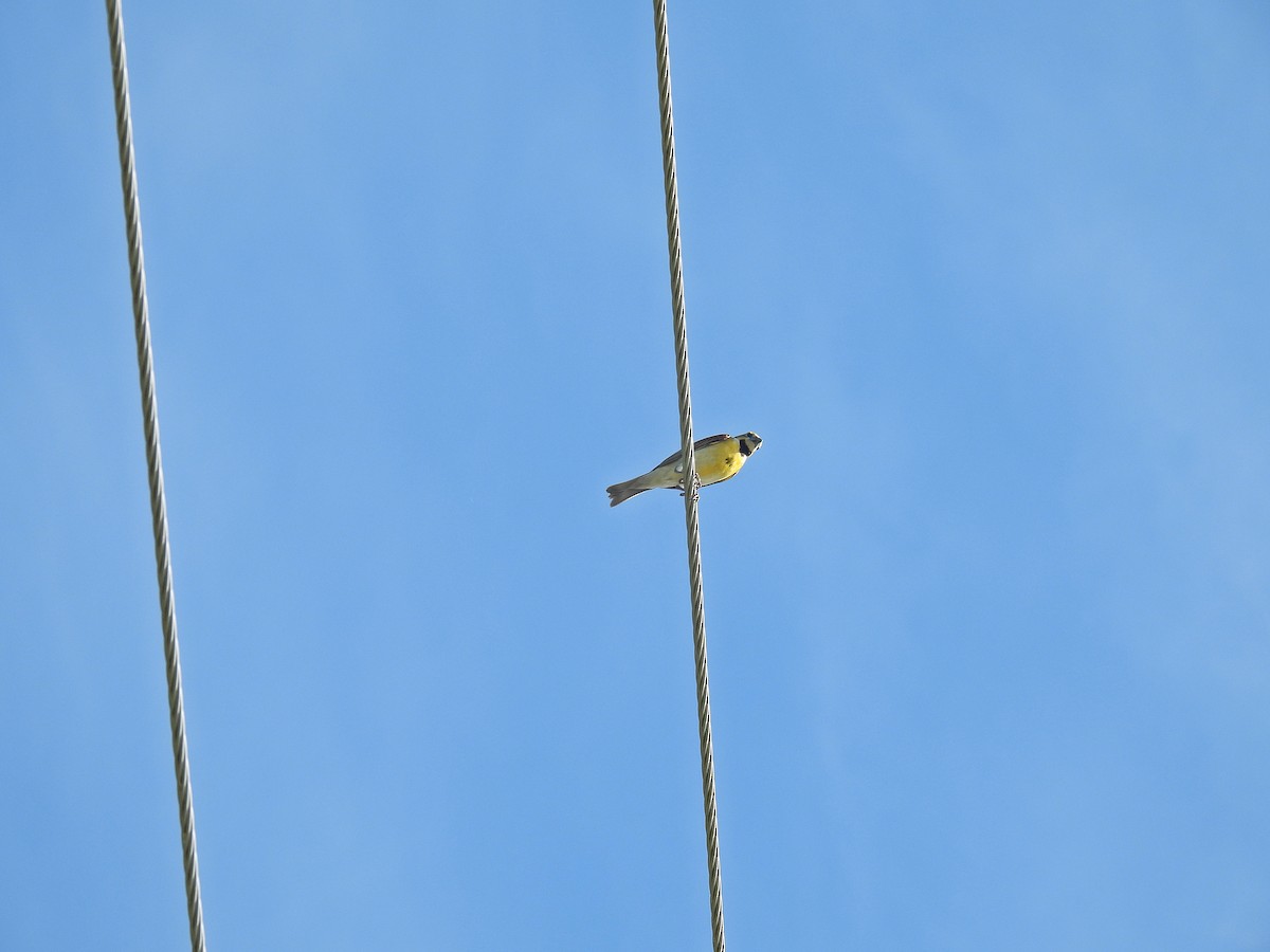 Dickcissel - ML620822681