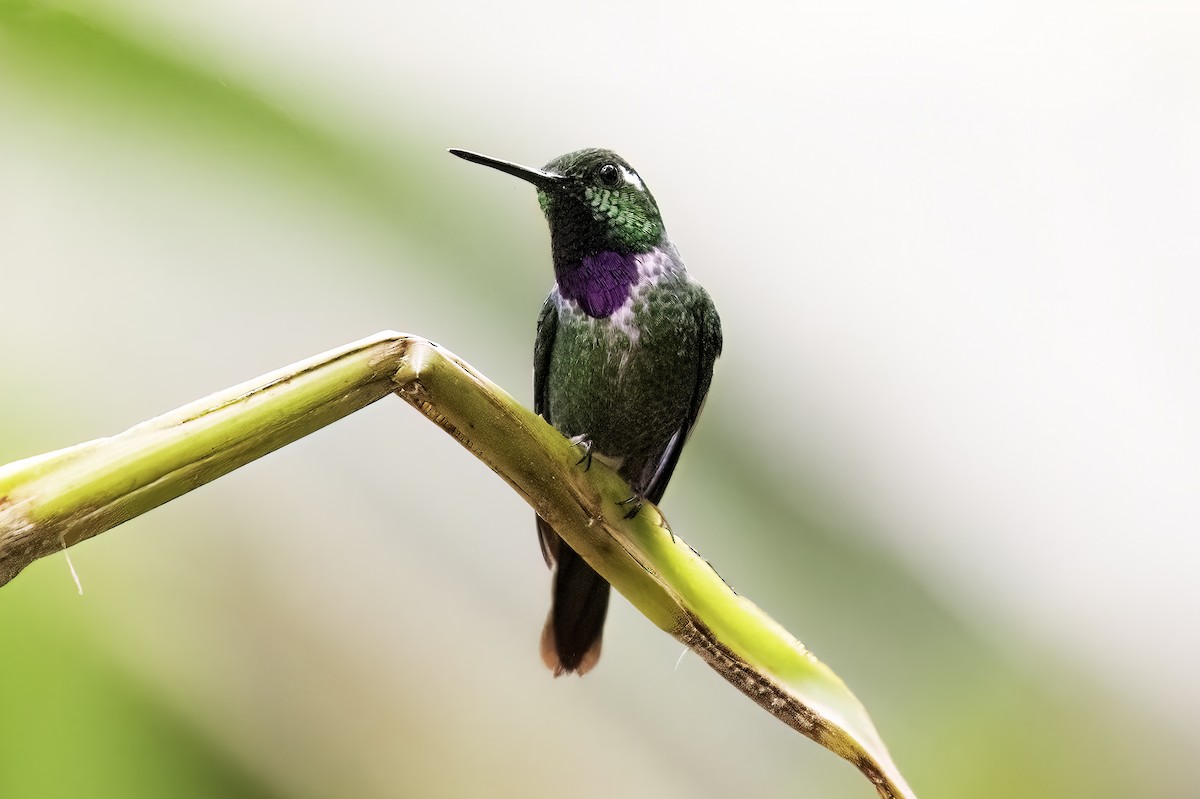 Purple-bibbed Whitetip - ML620822686