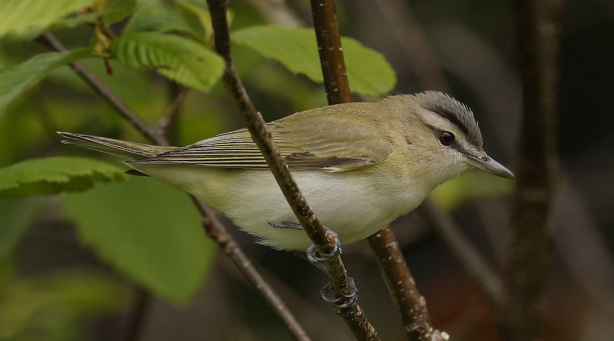 rødøyevireo - ML620822687