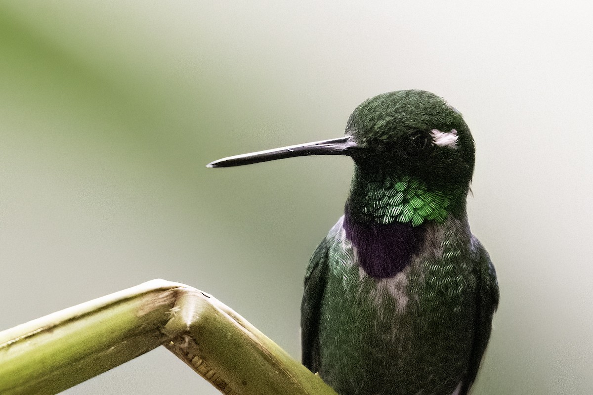 Colibri de Benjamin - ML620822689