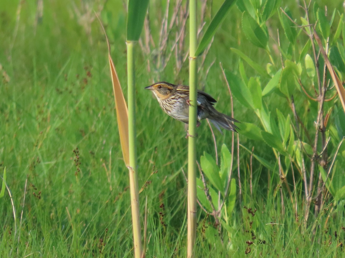 Saltmarsh Sparrow - ML620822692